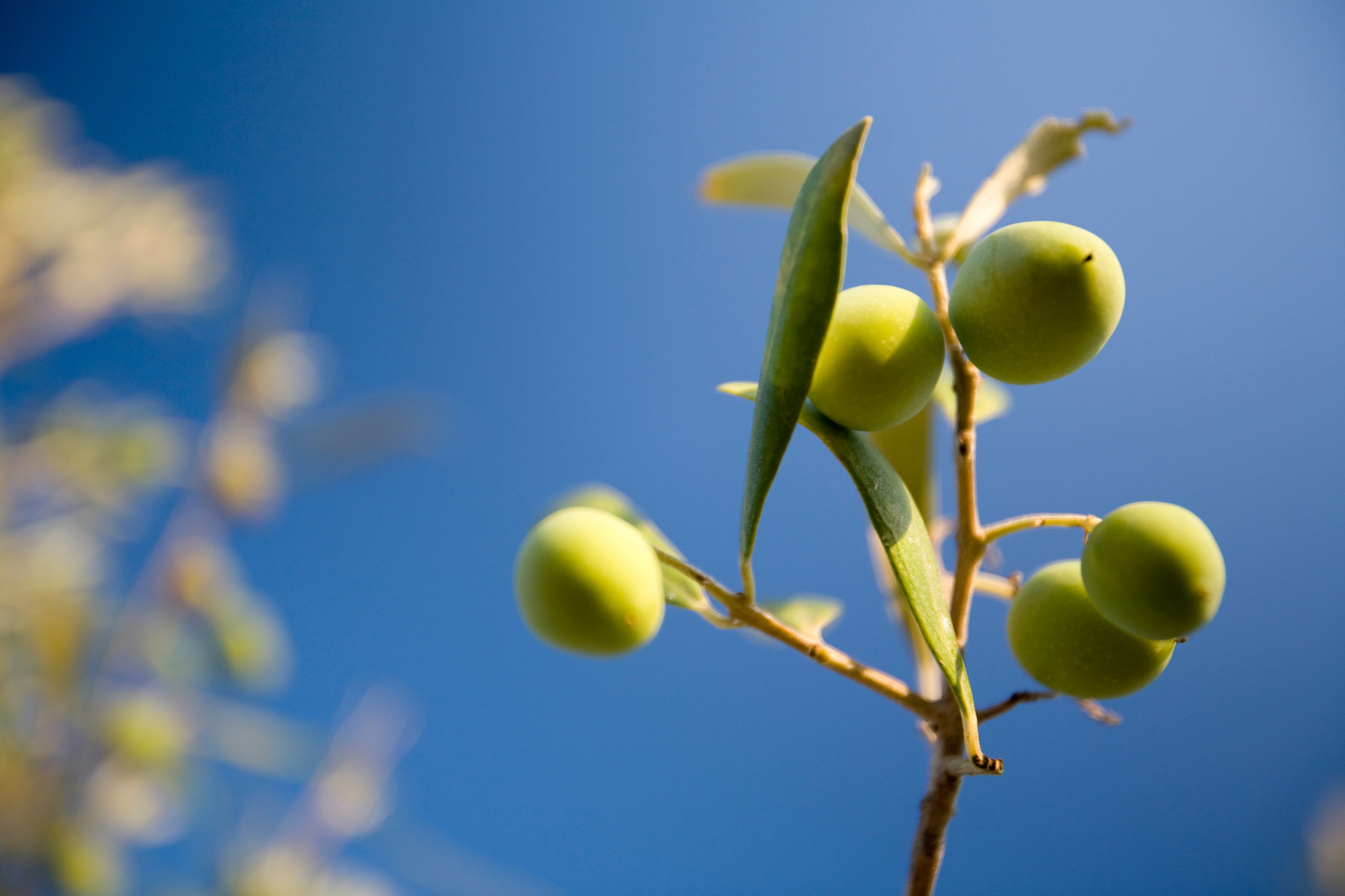 Olives on the tree, Faro, Portugal